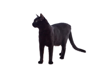 Black cat with yellow eyes