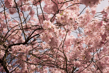 Blühende Mandelbäume in der Natur - 164202711