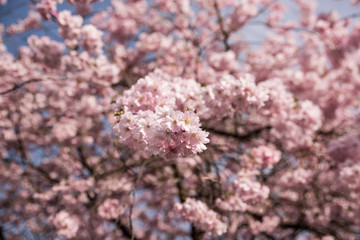 Blühende Mandelbäume in der Natur - 164202718