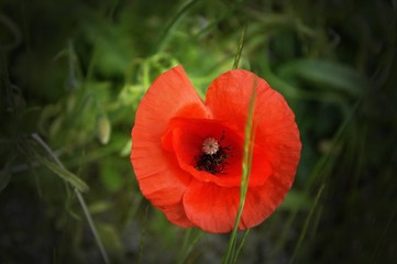 Fototapeta premium coquelicot/macro