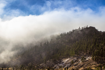 High clouds over pine forest on Tenerife