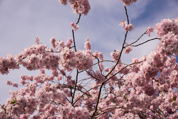 Blühende Mandelbäume in der Natur - 164203181