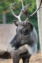 Reindeer with antlers