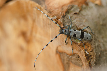  Rosalia longicorn hanging on beech wood outdoor