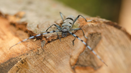  Rosalia longicorn hanging on beech wood outdoor