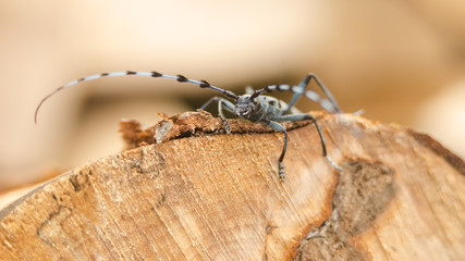  Rosalia longicorn hanging on beech wood outdoor