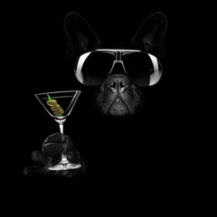 martini cocktail dog