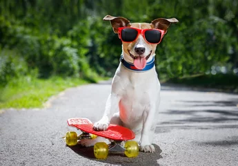 Abwaschbare Fototapete skater dog on skateboard © Javier brosch