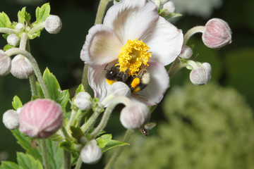 Obraz na płótnie Canvas Bumblebee on a flower