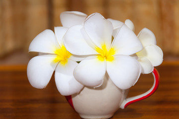 Fototapeta na wymiar White Plumeria Pudica flora