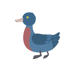 Cute blue duck Whio