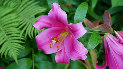Purple lily flower. The plant is often bred in gardens and parks.