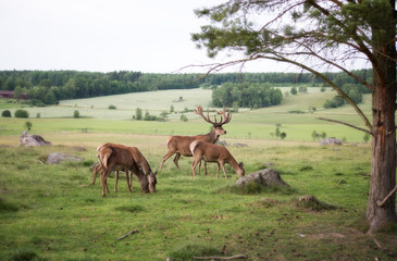 Red deer in a beautiful country landscape