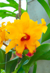 Beauty Colorful Orchids