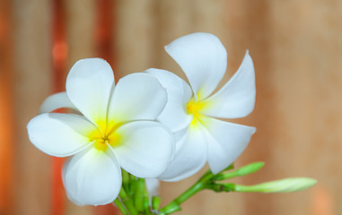 Obraz na płótnie Canvas White Plumeria Pudica flora