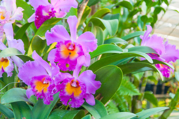 Beauty Colorful Orchids