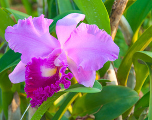 Beauty Colorful Orchids