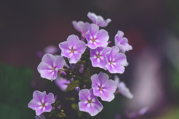 Phlox blossom