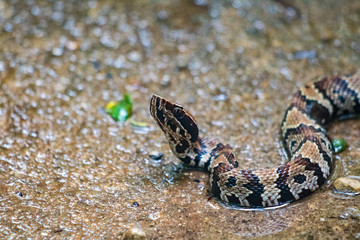 Snake
