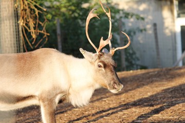 Obraz premium reindeer with copy space background