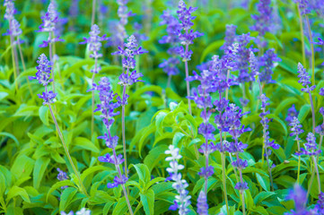 Fototapeta premium Fresh Lavender Botanical