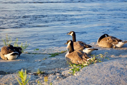 Beautiful Canada geese with the river