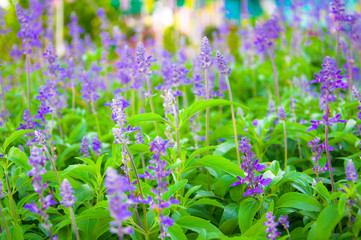 Fresh Lavender Botanical