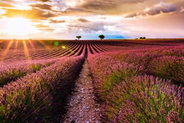 Provence. Lavender Field at sunset, Valensole, France