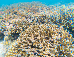Coral and small fish underwater photo. Coral reef texture. Seabottom view.