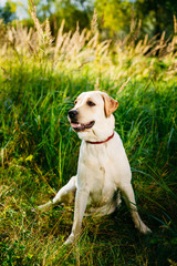 White Labrador Retriever Dog Sitting In Green Grass