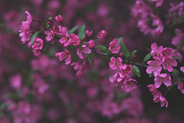 Spring has Sprung