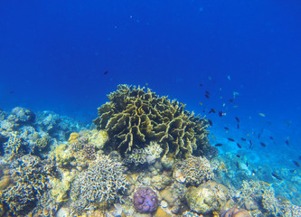 Underwater landscape with coral reef. Diverse coral ecosystem. Blue sea water view.