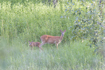 Deer