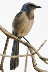 Florida Scrub Jay