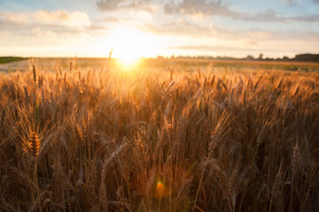 Field ripening wheat at sunset. The concept of a rich harvest