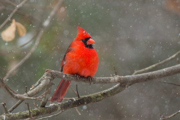 Cardinal in a snow storm