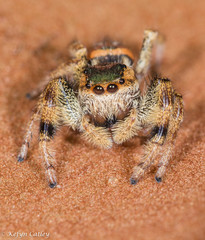 Paraphidippus aurantius emerald jumper