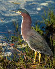 Green Heron on lake shore