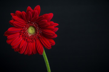 Gebera Daisy on Black Background with adspace