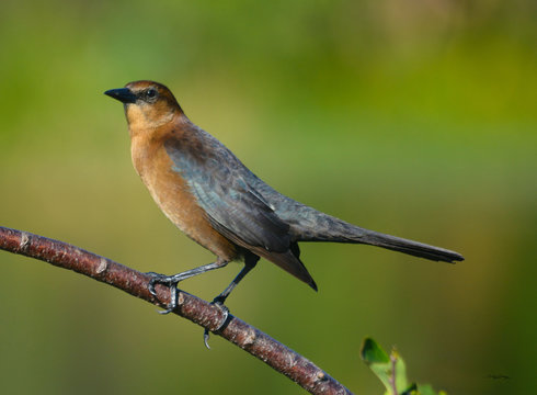 Cowbird