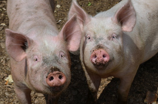 two pigs smiling