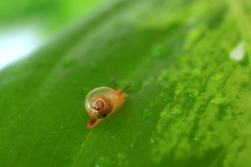 One Brown Snail Climbing on Bright Green Leaf with Water Droplets, Blurred Background 