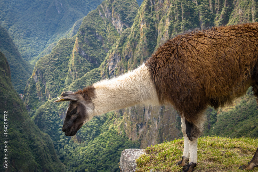 Poster llamas at machu picchu inca ruins - sacred valley, peru