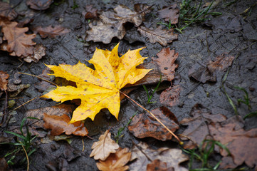 Wet yellow maple leaves on the ground