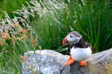 Atlantic puffin side view on a rock