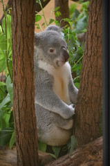 Koala behind a tree