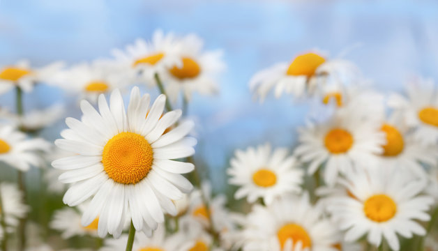 Chamomile among flowers