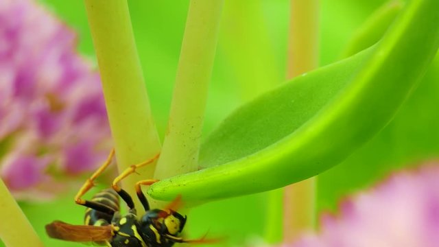 Clumsy aimless wasp tries to climb the grass stalk, but fails, changes plans and creeps down.