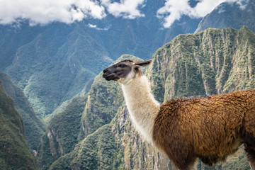Llamas at Machu Picchu Inca Ruins - Sacred Valley, Peru