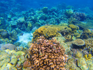 Fototapeta na wymiar Underwater landscape with red coral reef. Diverse coral ecosystem.